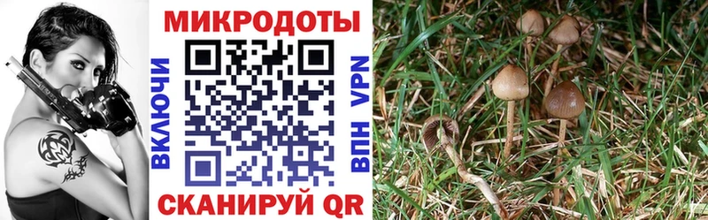 Купить  Баймак  Псилоцибиновые грибы мицелий 